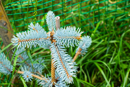 Abies procera Glauca, gray and blue pineの写真素材