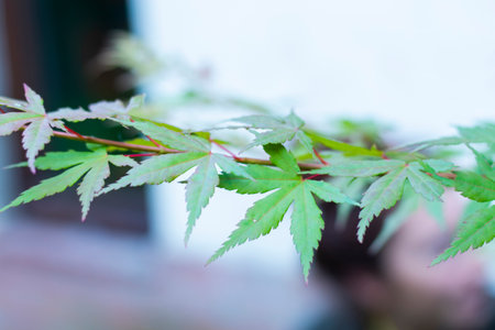 Maple green leaves background, daylightの写真素材