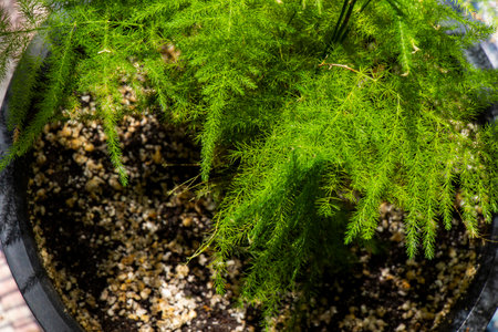 asparagus in a pot, green leaves backgroundの写真素材