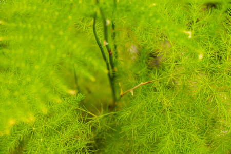 asparagus in a pot, green leaves backgroundの写真素材