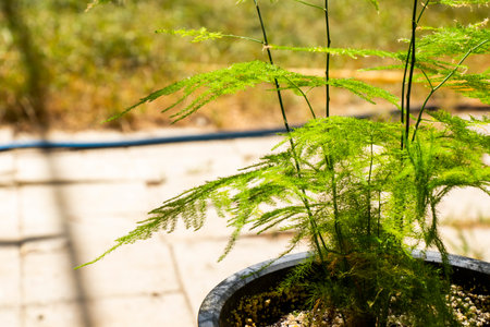 asparagus in a pot, green leaves backgroundの写真素材