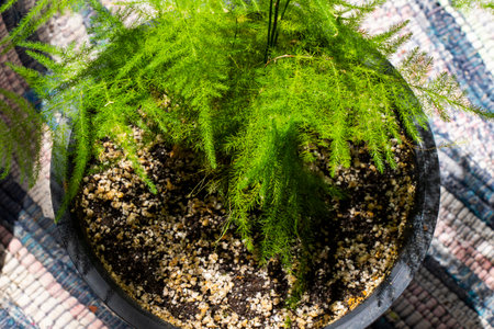 asparagus in a pot, green leaves backgroundの写真素材