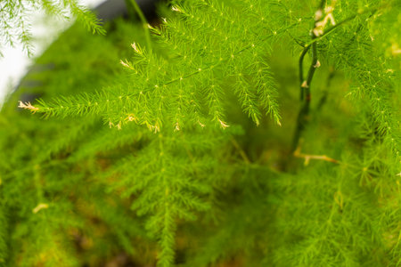 asparagus in a pot, green leaves backgroundの写真素材