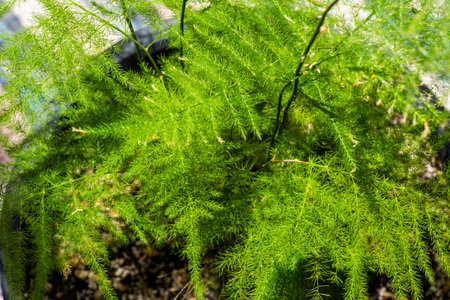 asparagus in a pot, green leaves backgroundの写真素材