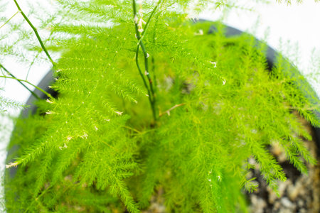 asparagus in a pot, green leaves backgroundの写真素材