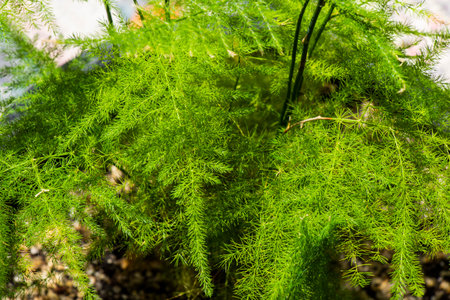 asparagus in a pot, green leaves backgroundの写真素材