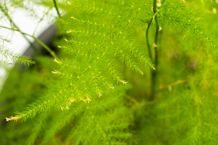 asparagus in a pot, green leaves backgroundの写真素材