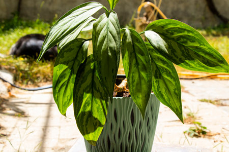 Aglaonema Maria Christina houseplant leavesの写真素材