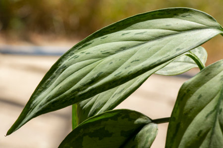 Aglaonema Maria Christina houseplant leavesの写真素材