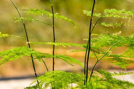 asparagus in a pot, green leaves backgroundの写真素材