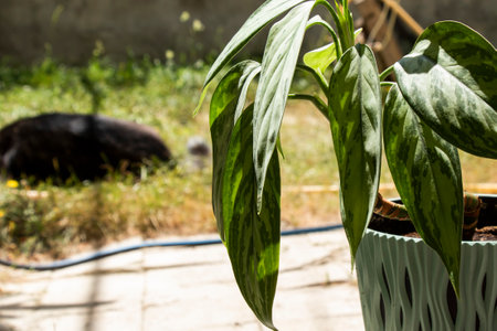 Aglaonema Maria Christina houseplant leavesの写真素材