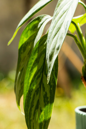 Aglaonema Maria Christina houseplant leavesの写真素材