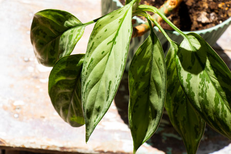 Aglaonema Maria Christina houseplant leavesの写真素材