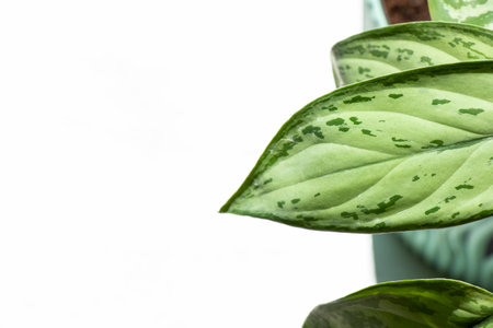 Aglaonema Maria Christina houseplant leavesの写真素材