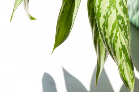 Aglaonema Maria Christina houseplant leavesの写真素材
