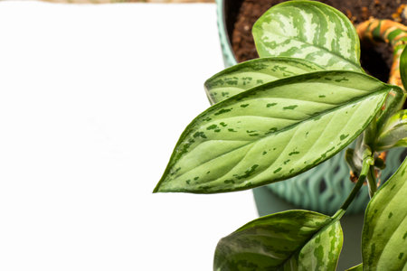 Aglaonema Maria Christina houseplant leavesの写真素材