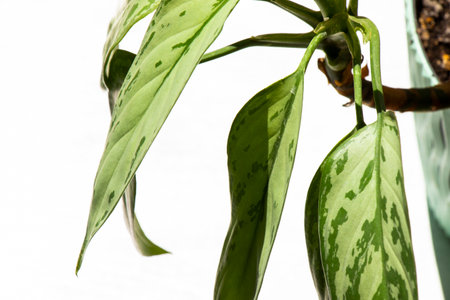 Aglaonema Maria Christina houseplant leavesの写真素材