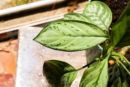 Aglaonema Maria Christina houseplant leavesの写真素材