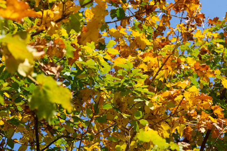 Colorful leaves, Maple leaves in autumnの写真素材