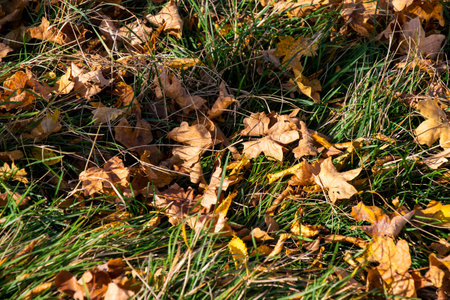 Autumn leaves and green grass in yardの写真素材