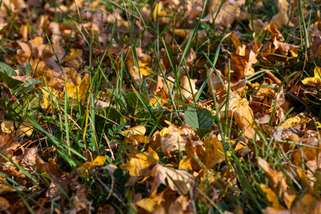 Autumn leaves and green grass in yardの写真素材