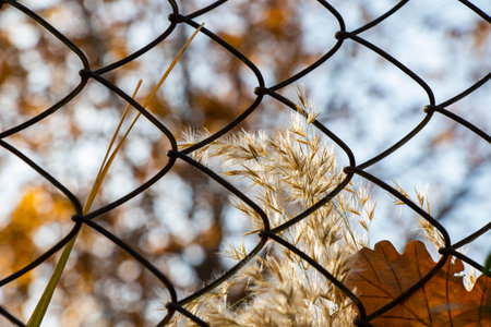 Autumn plant and grass on the fenceの写真素材