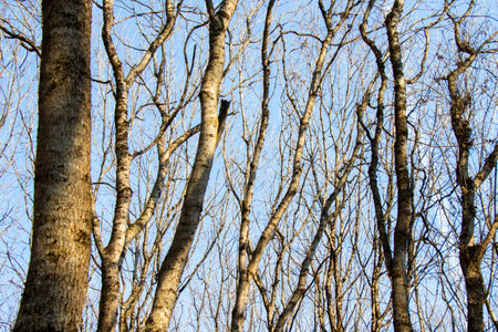 forest and wild landscape and view, trees view in Georgiaの写真素材
