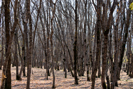 forest and wild landscape and view, trees view in Georgiaの写真素材