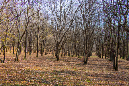 forest and wild landscape and view, trees view in Georgiaの写真素材