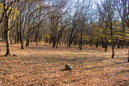 forest and wild landscape and view, trees view in Georgiaの写真素材