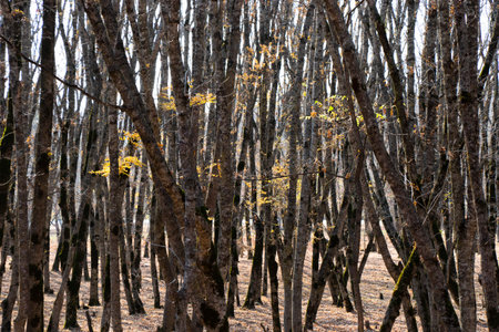 forest and wild landscape and view, trees view in Georgiaの写真素材