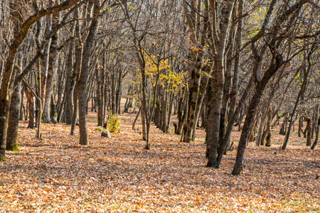 forest and wild landscape and view, trees view in Georgiaの写真素材