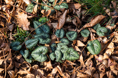 Cyclamen hederifolium in forest and autumn leavesの写真素材