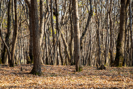 forest and wild landscape and view, trees view in Georgiaの写真素材