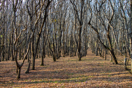 forest and wild landscape and view, trees view in Georgiaの写真素材