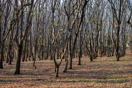 forest and wild landscape and view, trees view in Georgiaの写真素材