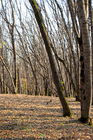 forest and wild landscape and view, trees view in Georgiaの写真素材