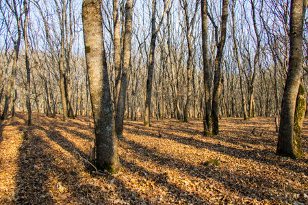 forest and wild landscape and view, trees view in Georgiaの写真素材