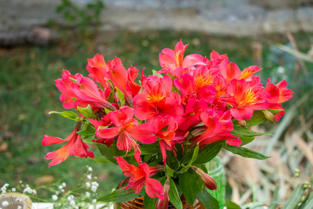Red spotted Alstroemeria flower bad for party decorationsの写真素材
