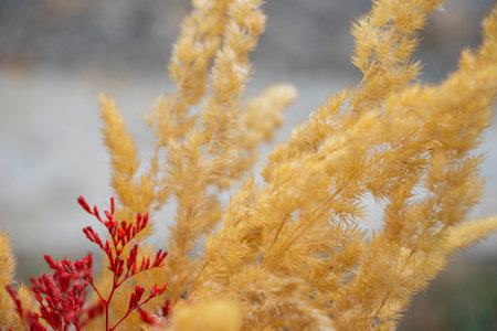 Autumn grass bug for decorationsの写真素材
