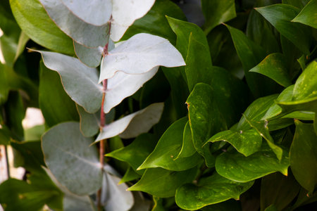 Green leaves for bed decorationの写真素材
