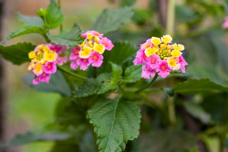 West Indian Lantana flower in gardenの写真素材