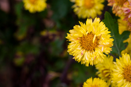 Yellow and orange Chrysanthemum flowerの写真素材