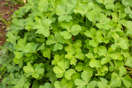 Four leave clover in gardenの写真素材