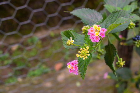 West Indian Lantana flower in gardenの写真素材