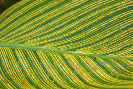 Green leaves background during daylightの写真素材