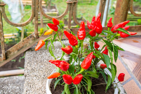 Chili red pepper in gardenの写真素材