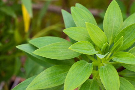 Green leaves background during daylightの写真素材