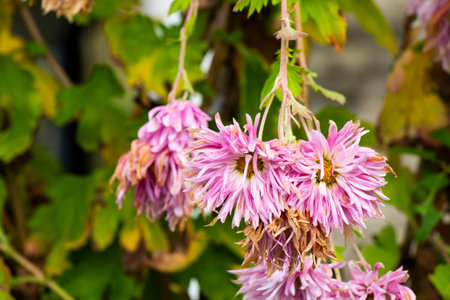 Pink and white Dahlia with yellow centerの写真素材