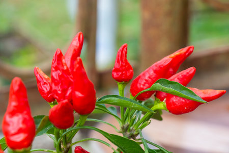 Chili red pepper in gardenの写真素材
